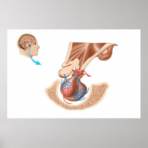 Póster Anatomía De La Glándula Pituitaria