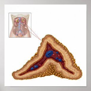 Póster Anatomía de la glándula suprarrenal, de sección