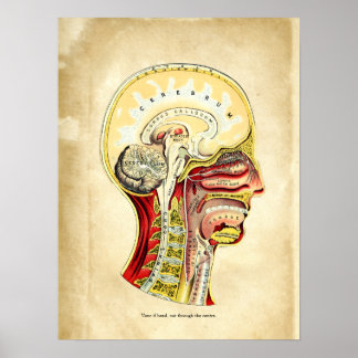 Póster Anatomía de la Gráfica Retro del Calavero