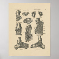 Anatomía de la junta de ángulo de visión 1880 Impr