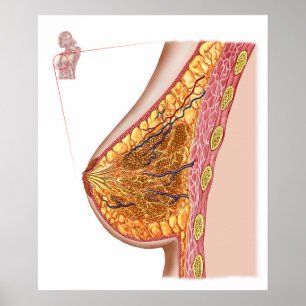 Póster Anatomía De La Mama Femenina
