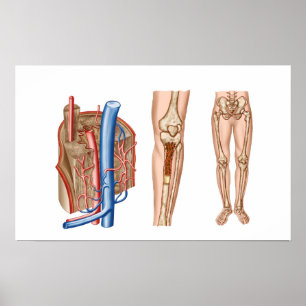Póster Anatomía De La Médula Ósea Humana