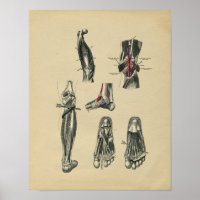 Anatomía de la pierna de pepino humana 1902 Impres