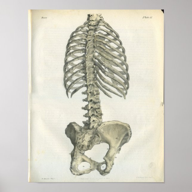 Póster Anatomía de la vendimia de la columna posterior (Frente)