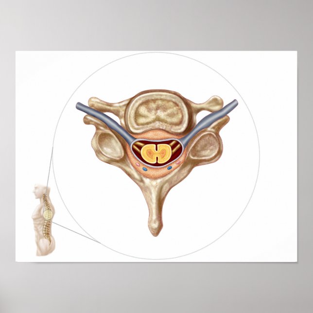 Póster Anatomía De La Vertebra Humana (Frente)