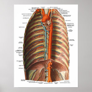 Póster Anatomía de las costillas y del tórax