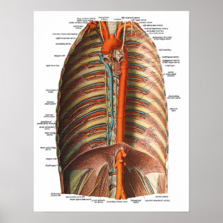 Póster Anatomía de las costillas y el tórax