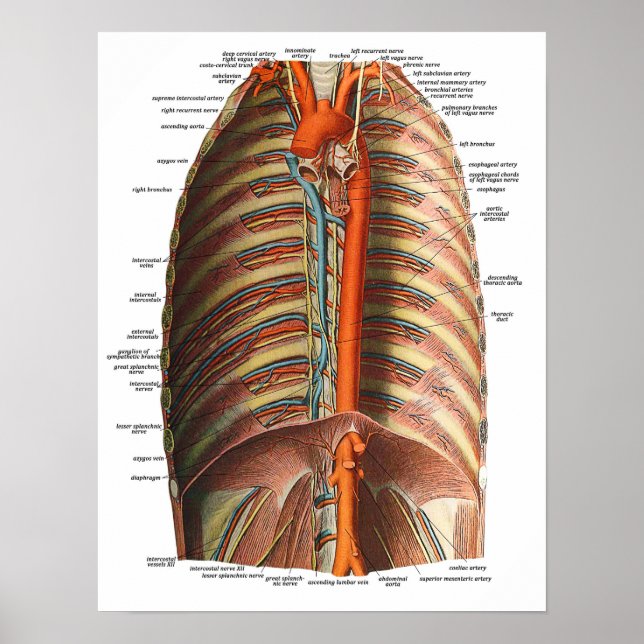Póster Anatomía de las costillas y el tórax (Frente)