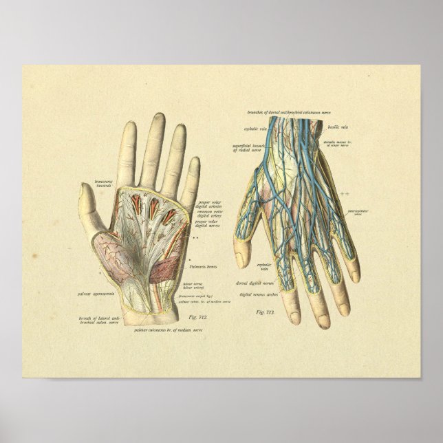 Póster Anatomía de las venas de las arterias de mano Nerv (Frente)