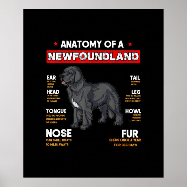 Póster Anatomía De Los Amantes De Los Perros De Terranova (Frente)