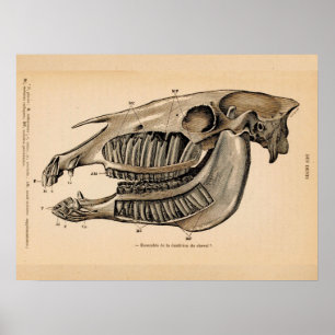 Póster Anatomía de los dientes de cráneo de caballo Impre