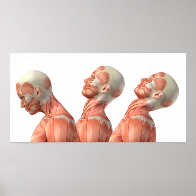 Póster Anatomía de los músculos de la cabeza masculina en (Frente)