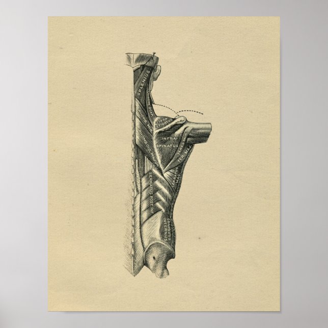 Póster Anatomía de los músculos de la espalda humana 1902 (Frente)