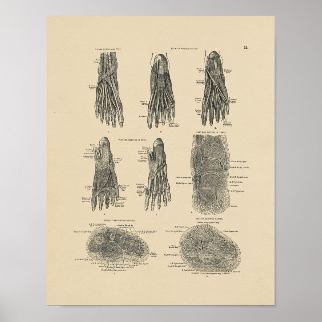 Póster Anatomía de los músculos del pie de cosecha 1880 I (Frente)