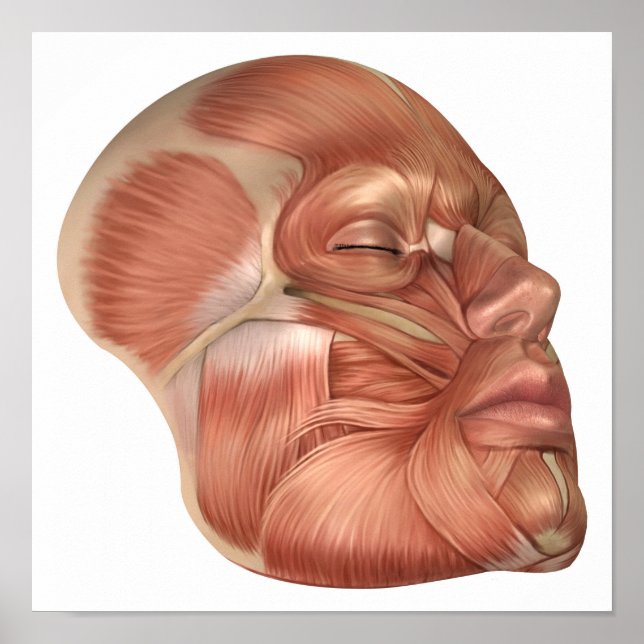 Póster Anatomía De Los Músculos Del Rostro Humano (Frente)