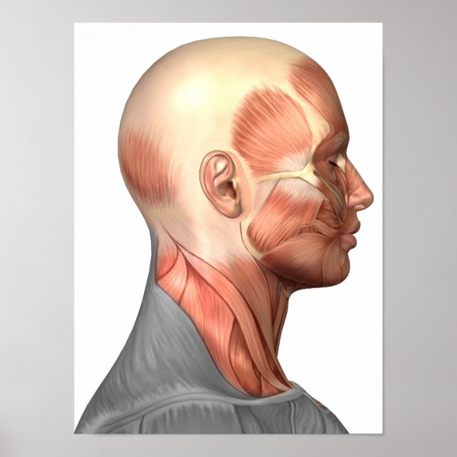 Póster Anatomía De Los Músculos Del Rostro Humano, Vista  (Frente)