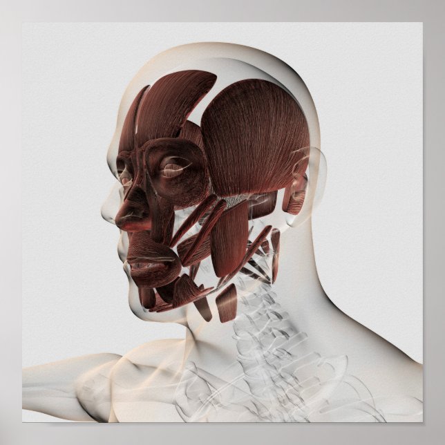 Póster Anatomía De Los Músculos Faciales Masculinos, Vist (Frente)