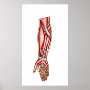 Póster Anatomía de los músculos humanos 2 del antebrazo