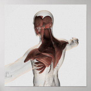 Póster Anatomía de los músculos masculinos en el cuerpo
