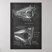 Anatomía de los músculos oculares humanos de órbit