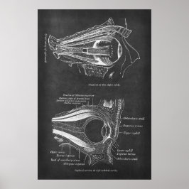 Póster Anatomía de los músculos oculares humanos de órbit