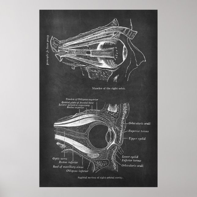Póster Anatomía de los músculos oculares humanos de órbit (Frente)