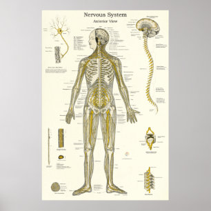 Póster Anatomía de los nervios espinales Quiropráctica
