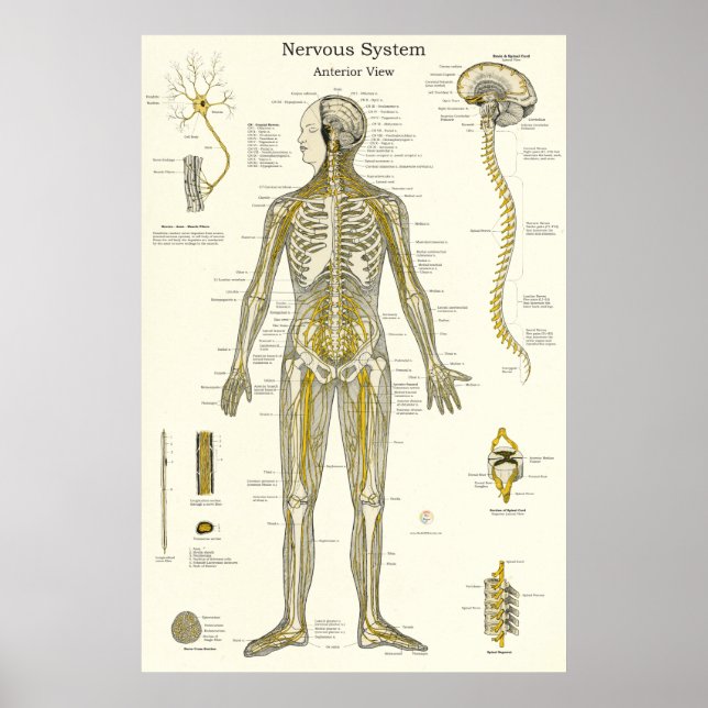 Póster Anatomía de los nervios espinales Quiropráctica (Frente)