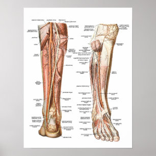 Póster Anatomía de los pies