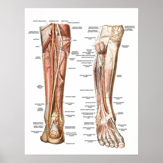 Póster Anatomía de los pies (Frente)