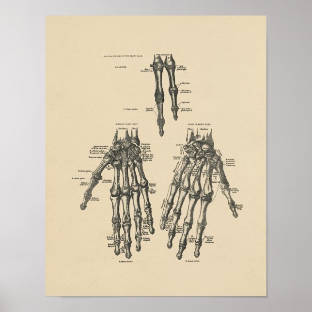 Póster Anatomía De Mano Vintage 1880 Imprimir (Frente)