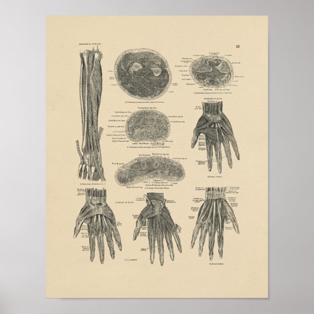 Póster Anatomía de músculos de la mano de época 1880 Impr (Frente)