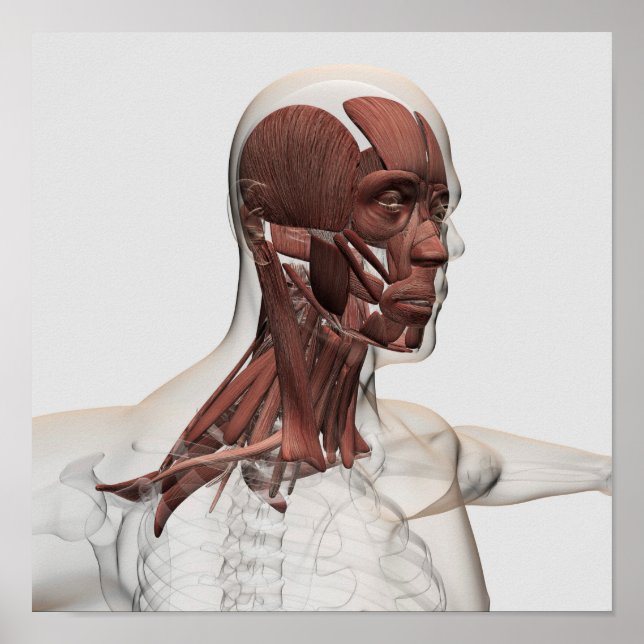 Póster Anatomía De Músculos Faciales Y Cuellos Masculinos (Frente)