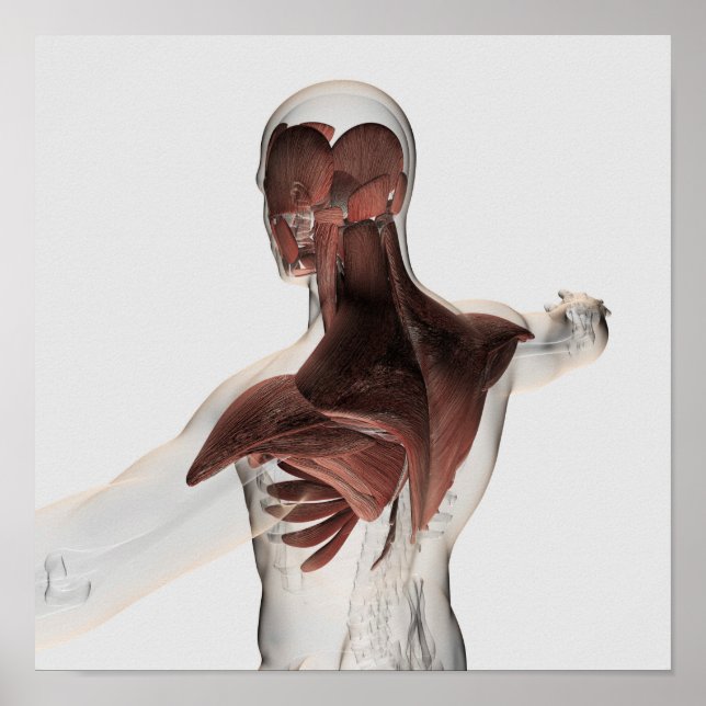 Póster Anatomía De Músculos Masculinos En El Cuerpo Super (Frente)