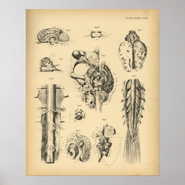 Póster Anatomía de nervio del cerebro del caballo 1908 Im (Frente)