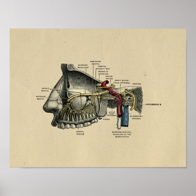 Póster Anatomía de nervios dentales humanos 1902 Impresió (Frente)