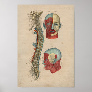 Póster Anatomía de nervios espinales humanos 1841 Imprimi