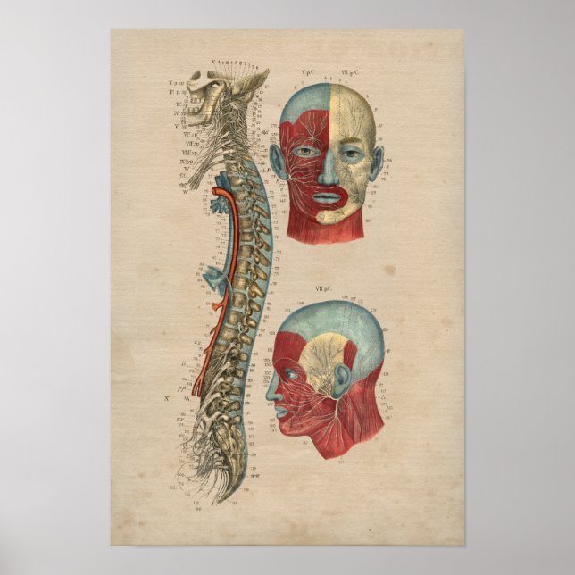 Póster Anatomía de nervios espinales humanos 1841 Imprimi (Frente)