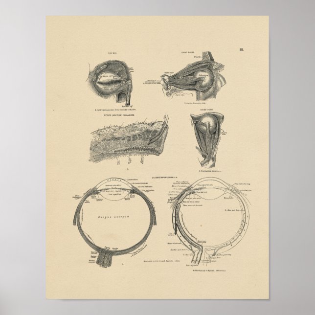 Póster Anatomía de ojos humanos vintage 1880 Imprimir (Frente)