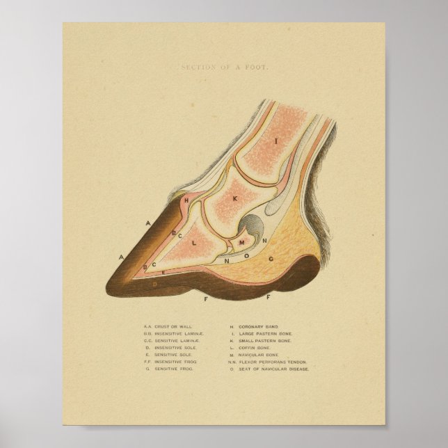 Póster Anatomía de pezuña de caballo vintage 1873 (Frente)