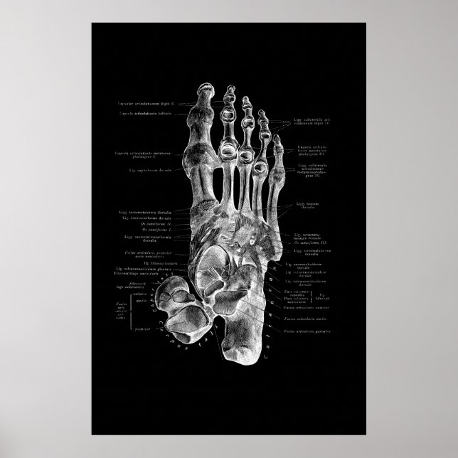 Póster Anatomía de pies Podiatrista Muro médico Decoració (Frente)