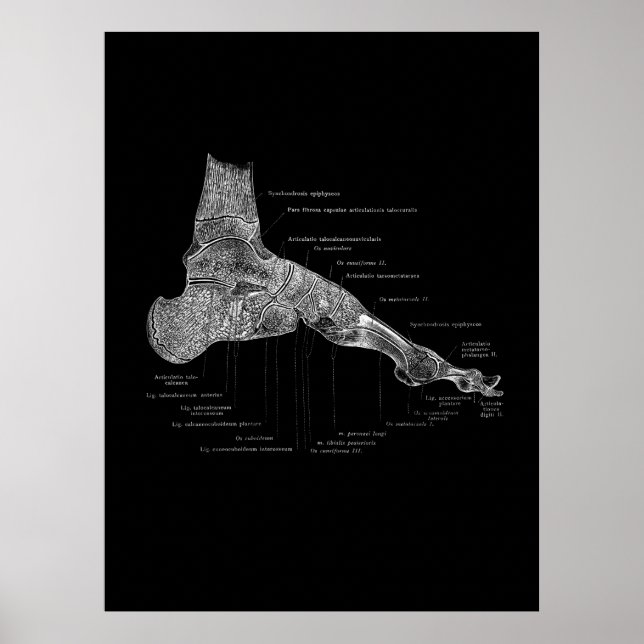 Póster Anatomía de pies Podiatrista regalo Muro médico De (Frente)