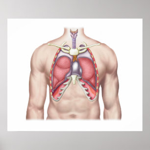 Póster Anatomía de pulmones humanos in situ