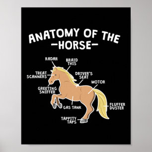 Póster Anatomía De Pun De Caballo De Caballo De Caballo D