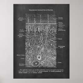 Póster Anatomía de regalo dermatólogo de la piel humana