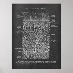 Póster Anatomía de regalo dermatólogo de la piel humana