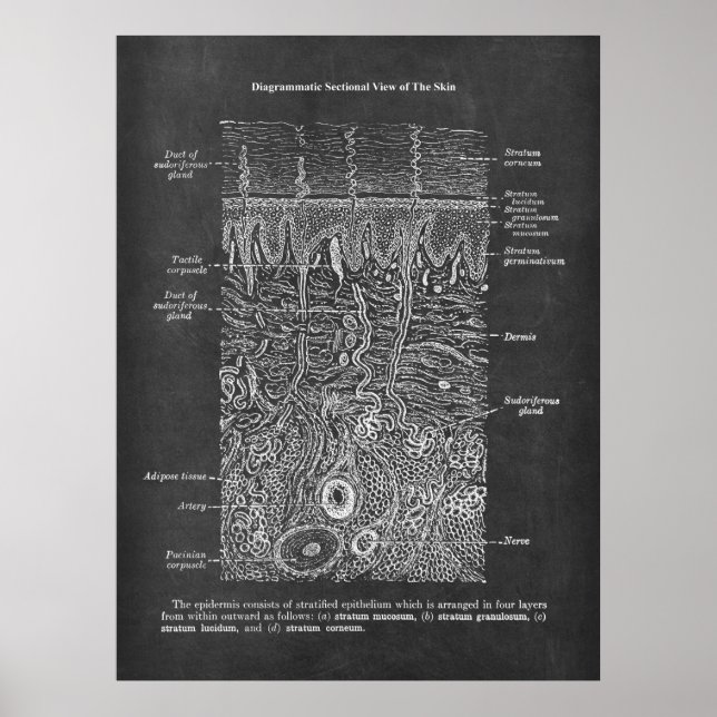 Póster Anatomía de regalo dermatólogo de la piel humana (Frente)