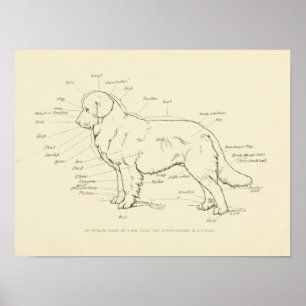 Póster Anatomía de superficie de la tabla de perros