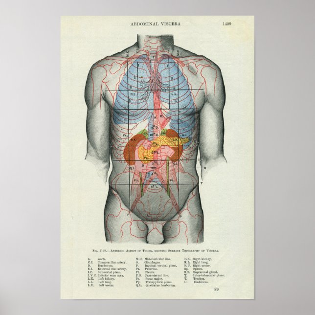 Póster Anatomía de superficie humana con órganos (Frente)