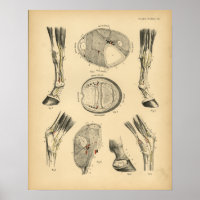 Anatomía de Tendones de Piernas de Caballo 1908 Im